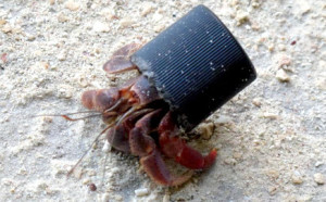 Hermit crab in plastic